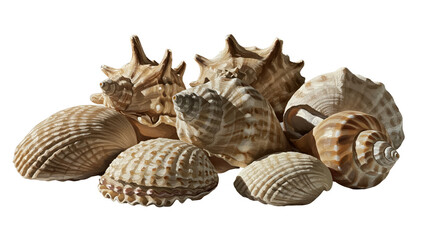 Photo of Assorted Seashells with Textured Surfaces and Earthy Tones