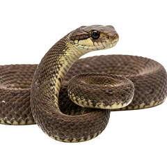 Obraz premium Isolated Realistic Photo Brown Snake Coiled on Transparent Background