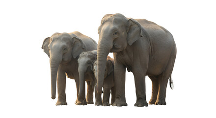 Isolated realistic photo elephants family walking in warm light