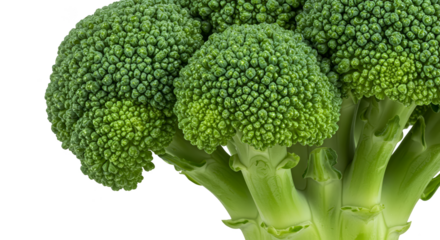 Isolated Realistic Photo of Fresh Green Broccoli Florets