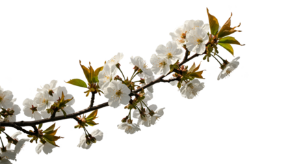 Isolated Realistic Photo White Cherry Blossoms on Branch