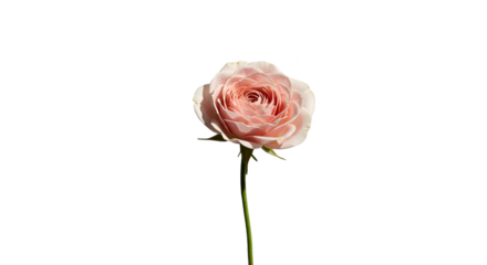 Isolated Realistic Pink Rose with Water Droplets on Black Background