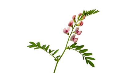 Isolated Realistic Pink Wildflower Sprig With Green Leaves