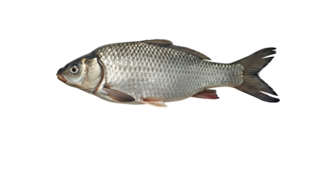 Isolated Realistic Silver Fish on Black Background