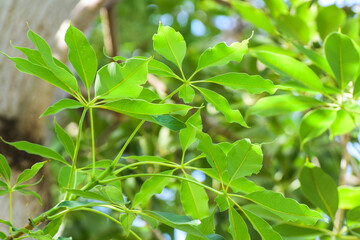 pseudopanax lessonii tree, Roadside Umbrella Tree (Schefflera Pueckleri) with leave, Green Octopus Tree Schefflera Actinophylla. Schefflera Arboricola Janine plants or Umbrella Tree. Greenhouse plant 