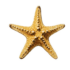 Isolated Realistic Starfish PNG with Transparent Background