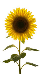 Obraz premium Isolated Realistic Sunflower With Yellow Petals and Green Leaves