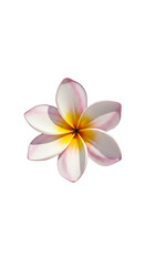 Naklejka premium Isolated Realistic White Pink Frangipani Flower Blooming Detailed Petals