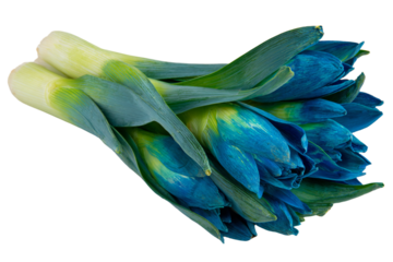 A beautiful bouquet of vibrant blue tulips with green leaves.