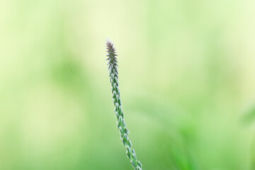 prickly chaff flower (Achyranthes aspera) in outdoor garden , Plumed cockscomb forest flower is beautiful pink and good herbal that popular in India.