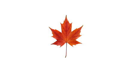 Isolated Red Maple Leaf Autumn Season Realistic Image