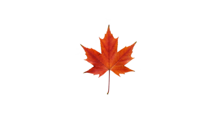 Isolated Red Maple Leaf Autumn Season Realistic Image