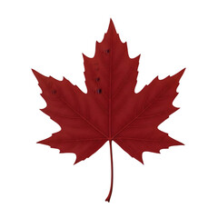 Isolated Red Maple Leaf With Water Droplets Realistic Photo