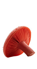 Isolated Red Mushroom With Water Droplets Transparent Background Photo