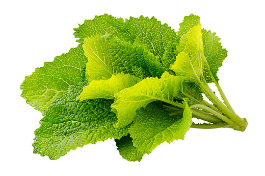 Fresh green borage leaves with a textured surface.
