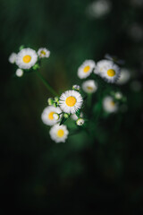 daisies of the grass © Elena