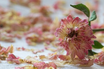 Dead pink tea roses with scattered petals still life flower arrangement.	