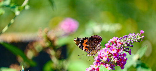 ブットレアの花にとまるチョウ