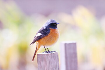 緑の背景とこっちを見つめる可愛いジョウビタキ