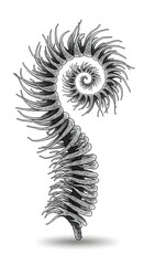 Black and white ammonite fossil isolated on white background illustration