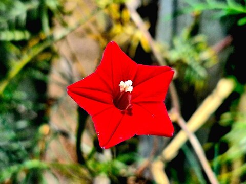Close-up of Ipomoea Quamoclit Star-shaped Blossoms