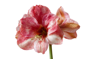 Beautiful red and white variegated amaryllis flower isolated on a white background.