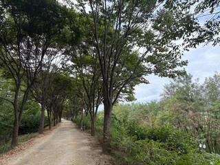 Obraz premium 가을 하늘 산책길