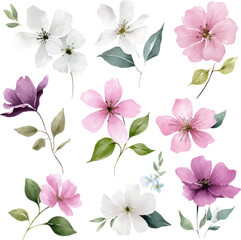 Fototapeta premium Watercolor clipart of different white, pink, and purple flowers with green leaves on a pure white background, using a pastel color palette