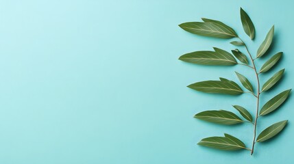 Green eucalyptus leaves on blue background for branding presentation nature concept