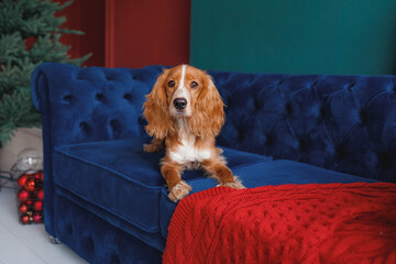 Ginger cocker spaniel lies calmly on navy blue couch covered with red textured throw. Christmas tree and festive balls in background create warm seasonal atmosphere, ideal for pet and holiday themes.