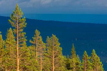 Majestic forest landscape in Sweden showcasing tall trees and distant mountains under a tranquil sky