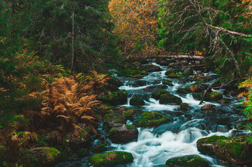 Flowing river surrounded by ferns in Fulufjället National Park, Sweden, showcasing nature's beauty in autumn