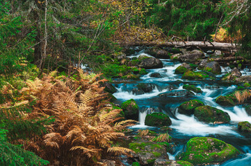 Flowing river surrounded by ferns in Fulufjallet National Park, Sweden during autumn colors and lush greenery