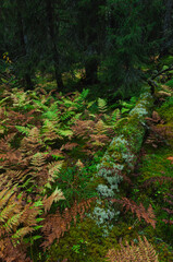 Old forest in Fulufjallet National Park with vibrant ferns and moss