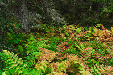 Vibrant ferns blanket the forest floor in Fulufjallet National Park, Sweden during a tranquil summer day