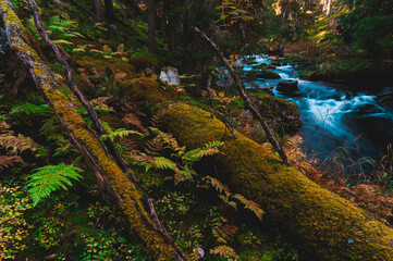 Autumn colors and flowing river in Fulufjället National Park, Sweden, showcasing nature's beauty and tranquility