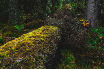 Exploring the old forest landscape in Fulufjallet National Park, Sweden, with moss-covered fallen trees and rich greenery