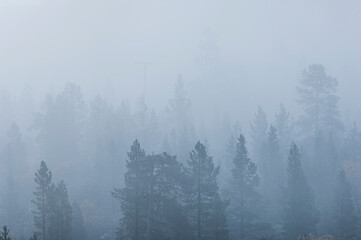 Misty forest in Sweden reveals a tranquil landscape shrouded in fog early in the morning