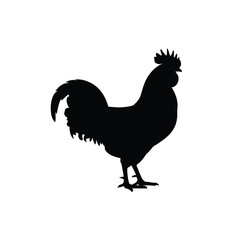 Silhouette of a proud rooster standing tall