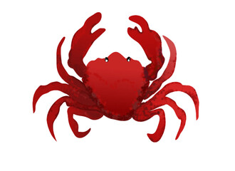 red crab on white background