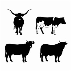 black and white cows