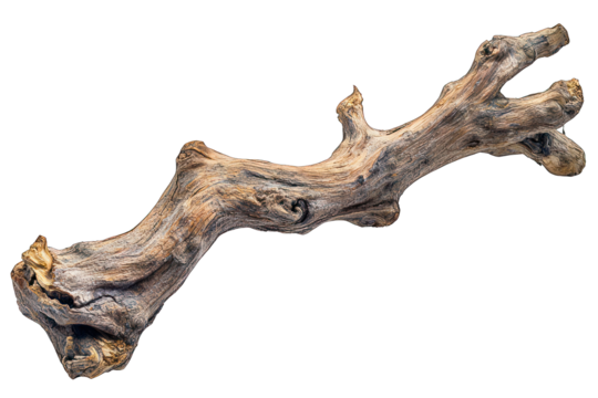 Weathered driftwood branch isolated on black, showing texture, curves, and knots