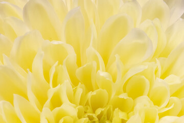 Close-up soft, delicate yellow Dahlia petals unfolding blooms perfect for a serene, textured background.