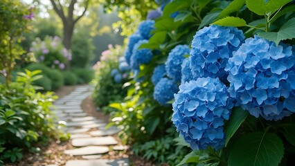 Vibrant Blue Hydrangeas Garden Path Summer