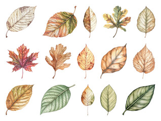 Obraz premium Autumn leaves watercolor illustration collection.