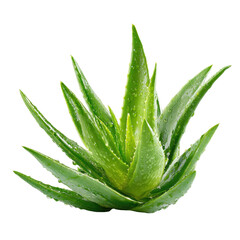 A fresh, vibrant aloe vera plant with glistening water droplets on its thick green leaves, isolated on a stark transparent background. background removed