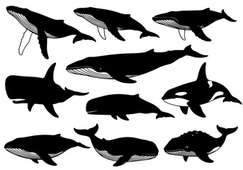 silhouettes of Whale