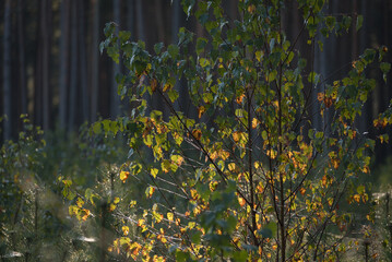 Obraz premium AUTUMN LANDSCAPES - Yellowed birch leaves in the rays of the morning sun and pine forest in background 