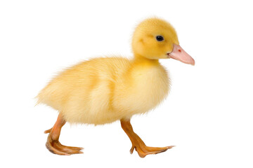 Fototapeta premium A small, fluffy yellow duckling walks on black. Vibrant plumage, tiny beak, webbed feet are visible, embodying new life and youth. background removed