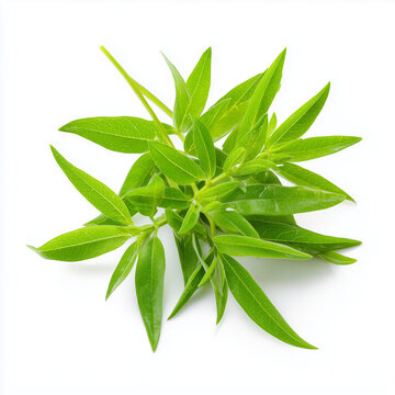 fresh cleome shoots on transparent png background